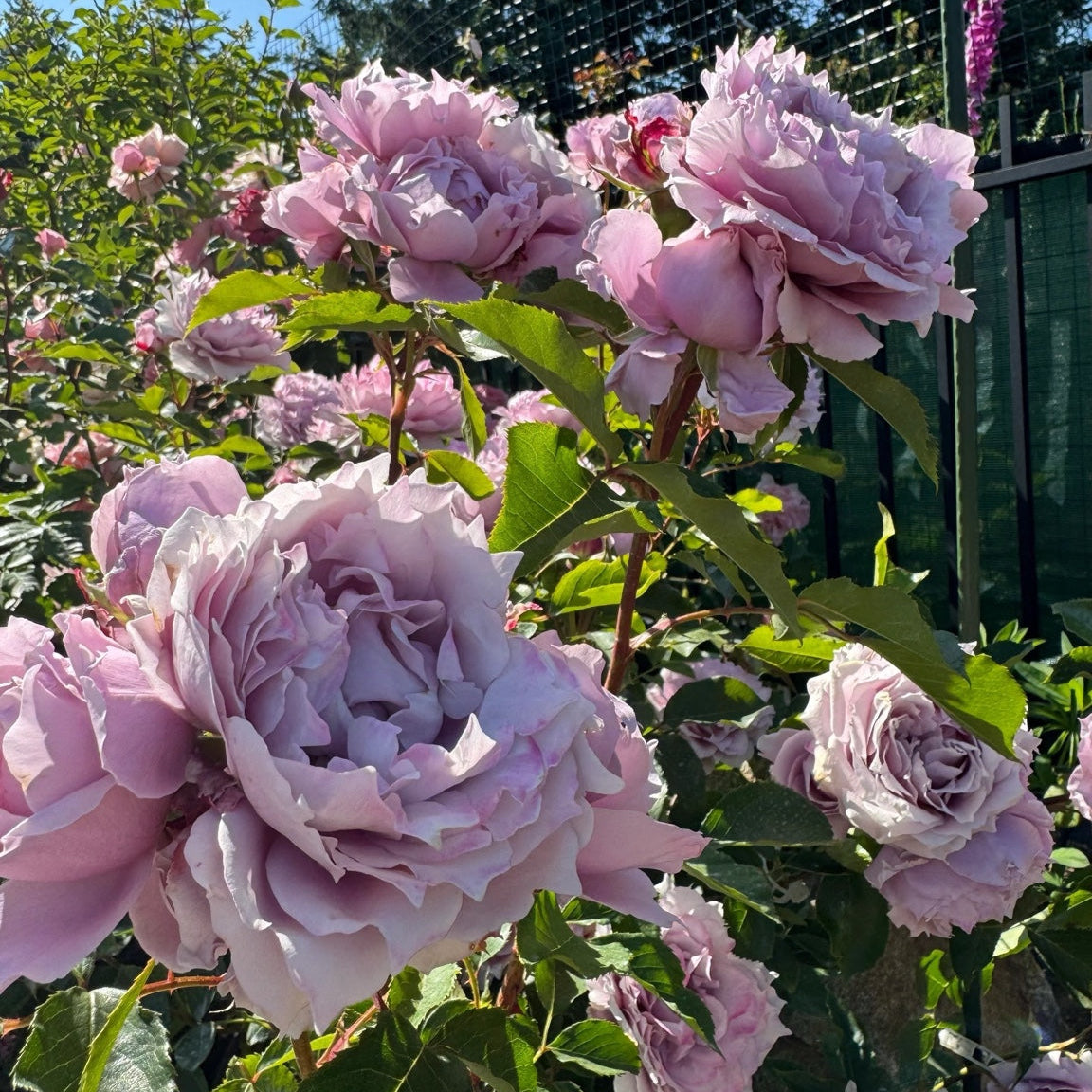 Lang Rosa-Huanzi-Potted Rose-Ship in June