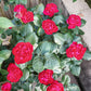 Traviata Rose  - potted rose