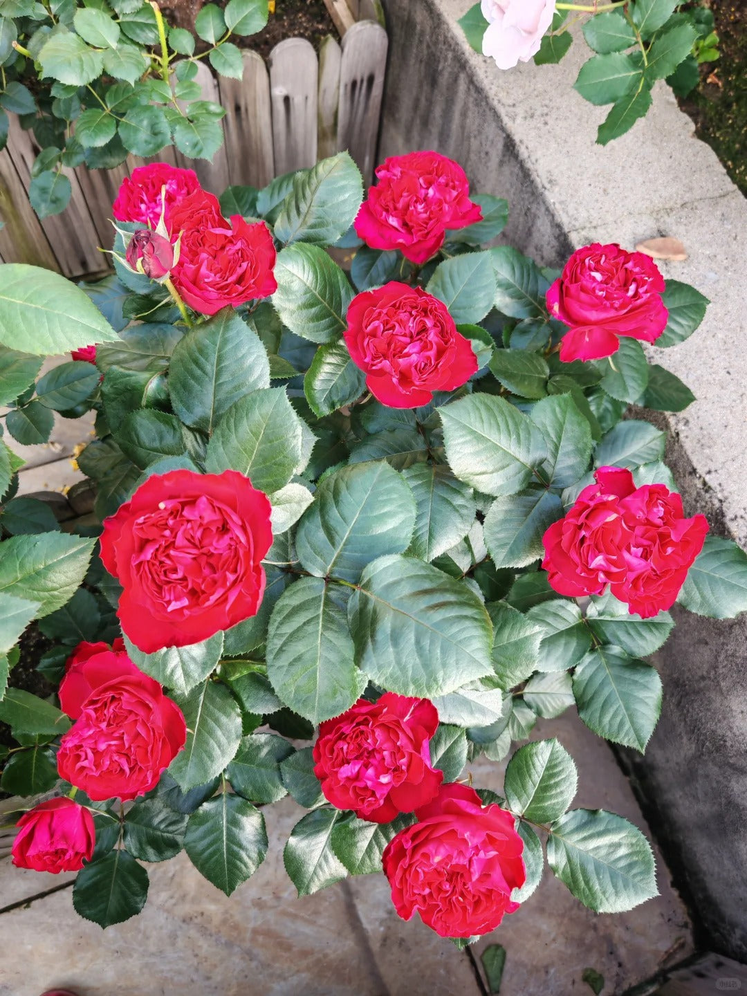 Traviata Rose  - potted rose