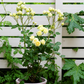 Creamy Eden 奶油龙沙 -Potted Rose – Ready to Ship