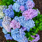 Starfield® Reblooming Hydrangea-Double-flowered hydrangea, Easy Bloom series.