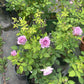Blue Silky Ball （Lan Si Qiu-Lang Rosa）-Potted Rose- shipped as is