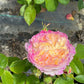 Living the Dream™ Grandiflora  - Bare Roots