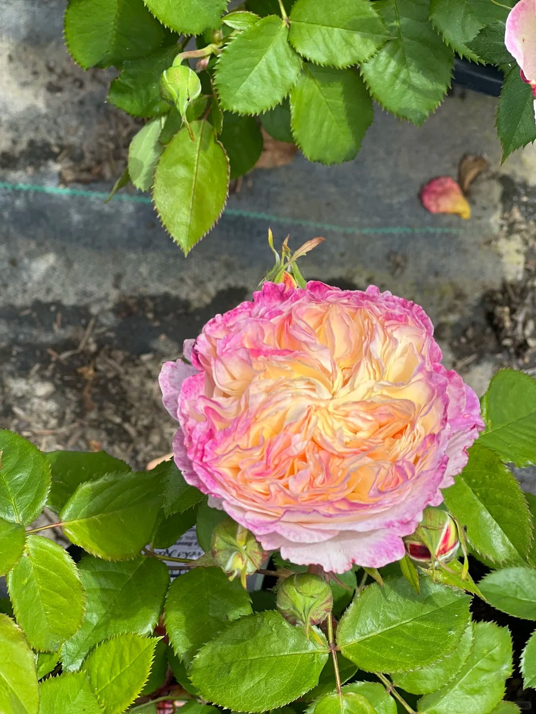 Living the Dream™ Grandiflora  - Bare Roots