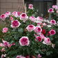 Thierry Marx® DELviopar-Potted Rose
