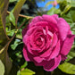 Raspberry Cupcake - Bare Roots