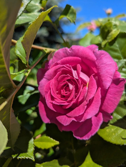 Raspberry Cupcake - Bare Roots