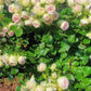 Pompon Veranda - Bare Roots