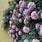 Rainy Blue Rose Climber 蓝色阴雨 2025 Pre-order