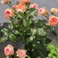 Masora バラ 真宙 Japanese Rose - Bare Roots