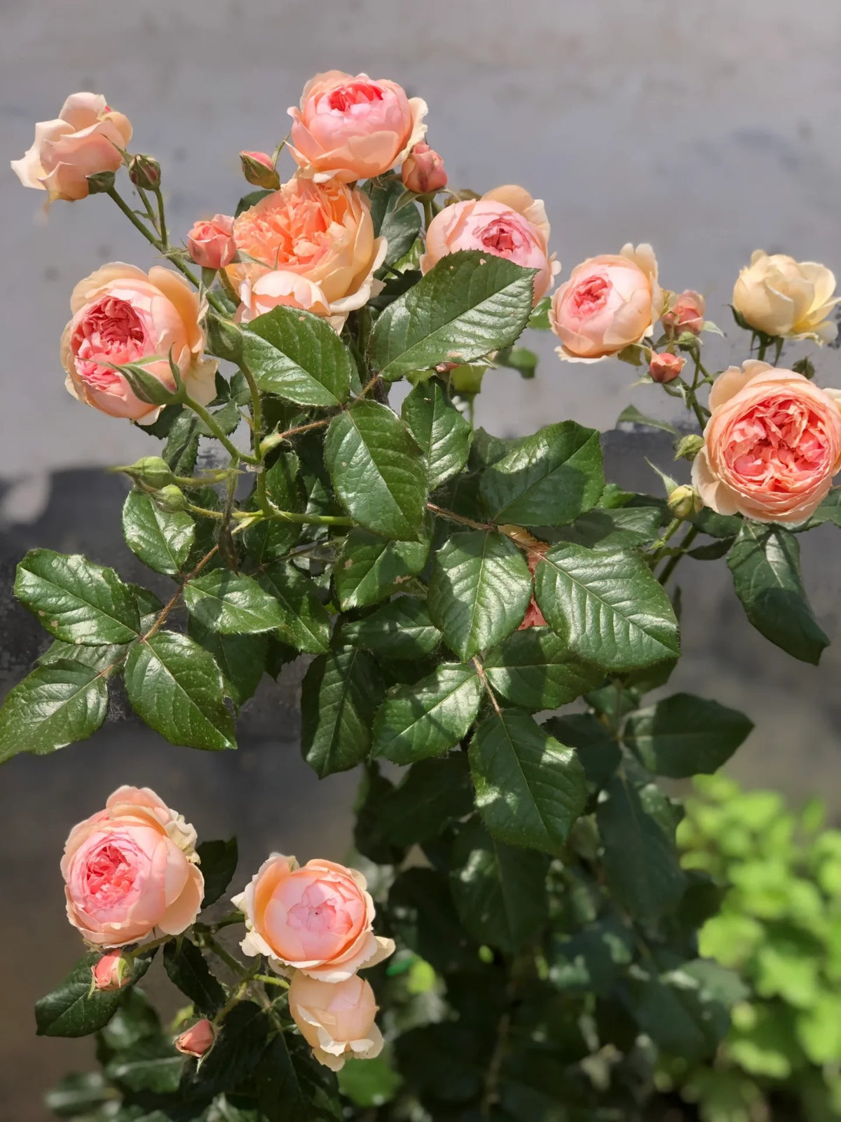 Masora バラ 真宙 Japanese Rose - Bare Roots