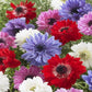 Anemone St. Brigid Mixed - 10 bulbs