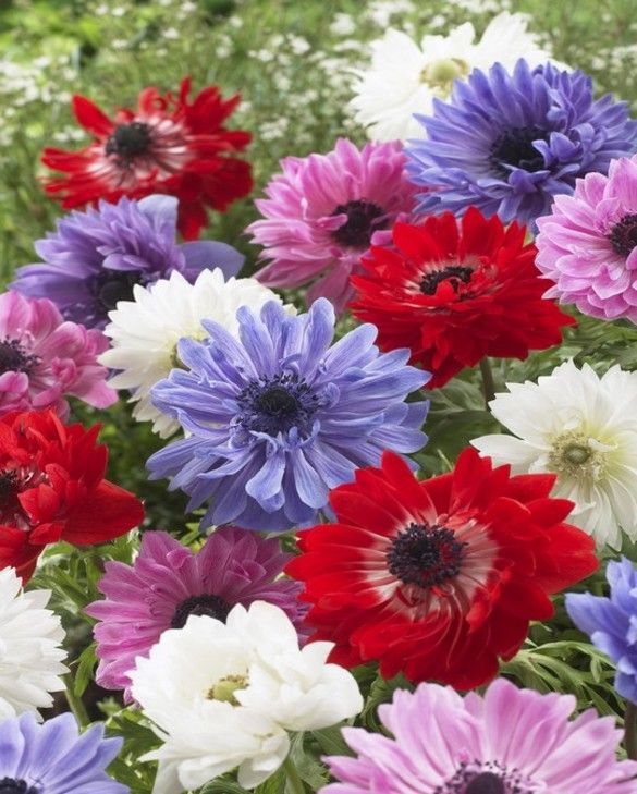 Anemone St. Brigid Mixed - 10 bulbs