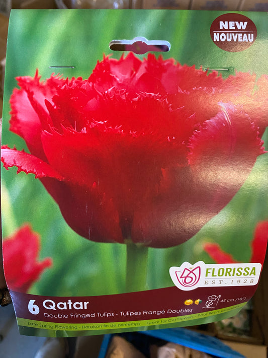 Tulip Double Fined-Qatar