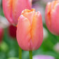 Tulip Menton - 6 bulbs