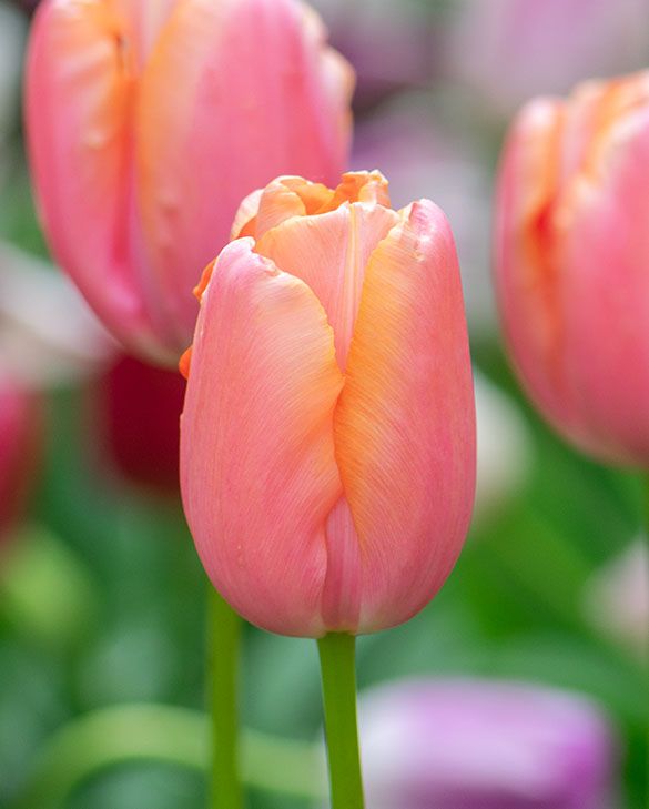 Tulip Menton - 6 bulbs