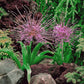 Allium Schubertii - 2 bulbs