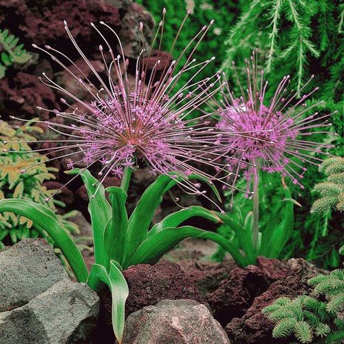 Allium Schubertii - 2 bulbs