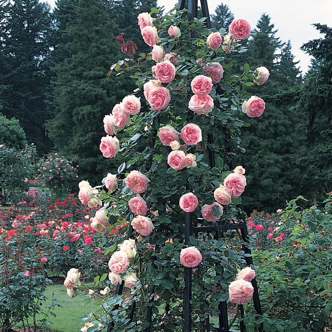 Pierre de Ronsard Rose Climber