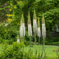 Eremurus White - 1 bulb