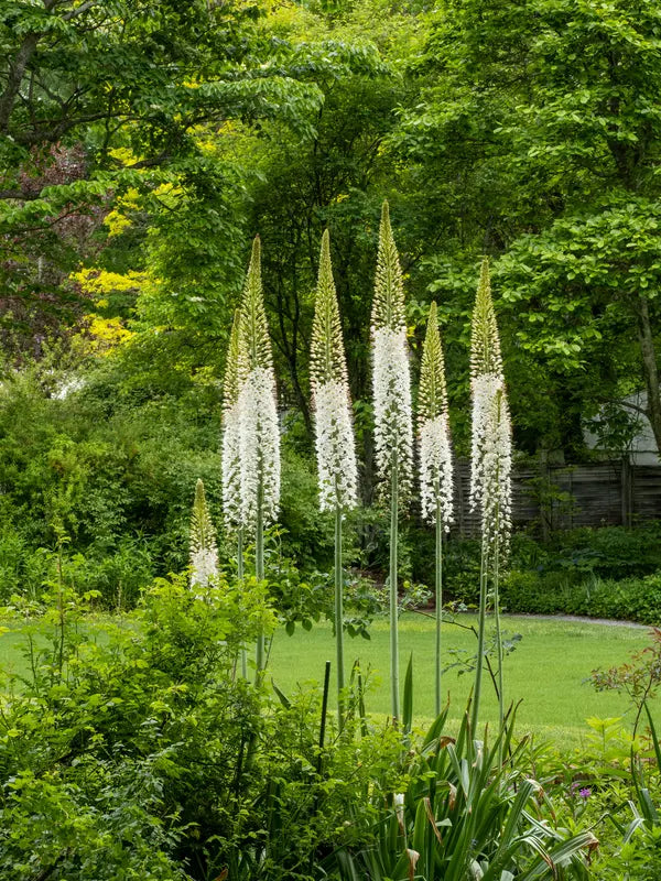 Eremurus White - 1 bulb