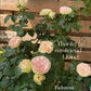 Pashmina Summerhouse - Bare Roots