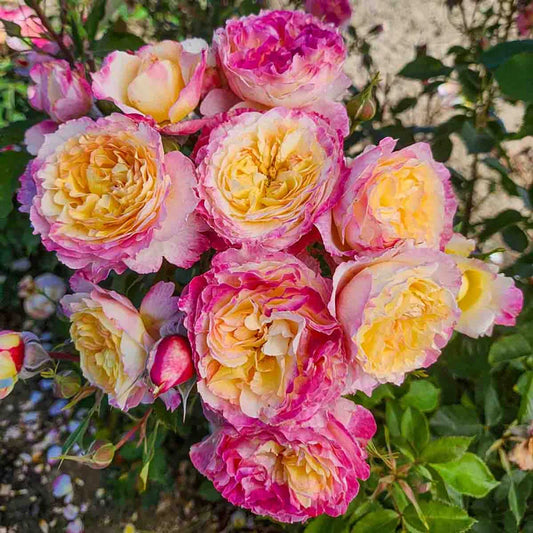 Living the Dream™ Grandiflora Rose-Pre Order 2026