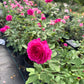 Light Years Away-Potted Rose – Ready to Ship
