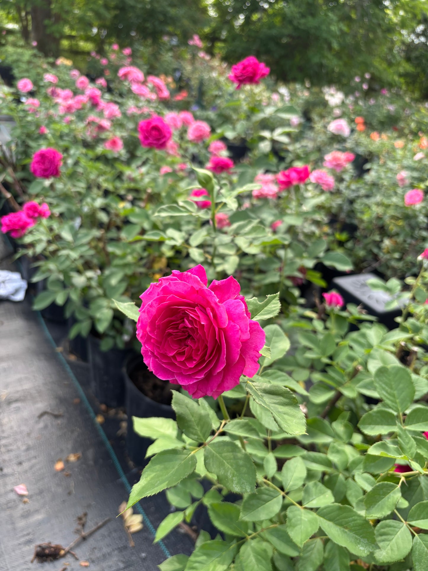 Light Years Away-Potted Rose – Ready to Ship