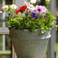 Anemone St. Brigid Mixed - 10 bulbs