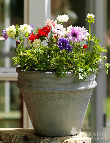 Anemone St. Brigid Mixed - 10 bulbs