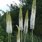 Eremurus White - 1 bulb