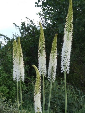 Eremurus White - 1 bulb