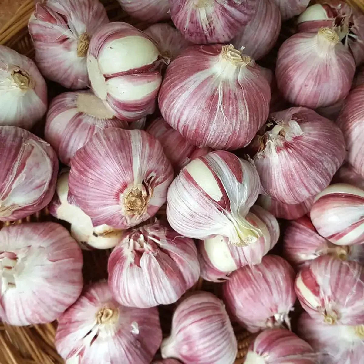 Garlic Duganski - 3 bulbs