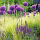 Allium Giganteum - 1 bulb
