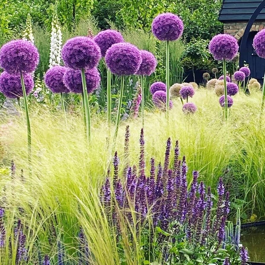 Allium Giganteum - 1 bulb