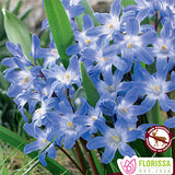 Chionodoxa Forbesii - 10 bulbs