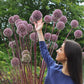 Allium Summer Drummer -2 bulbs