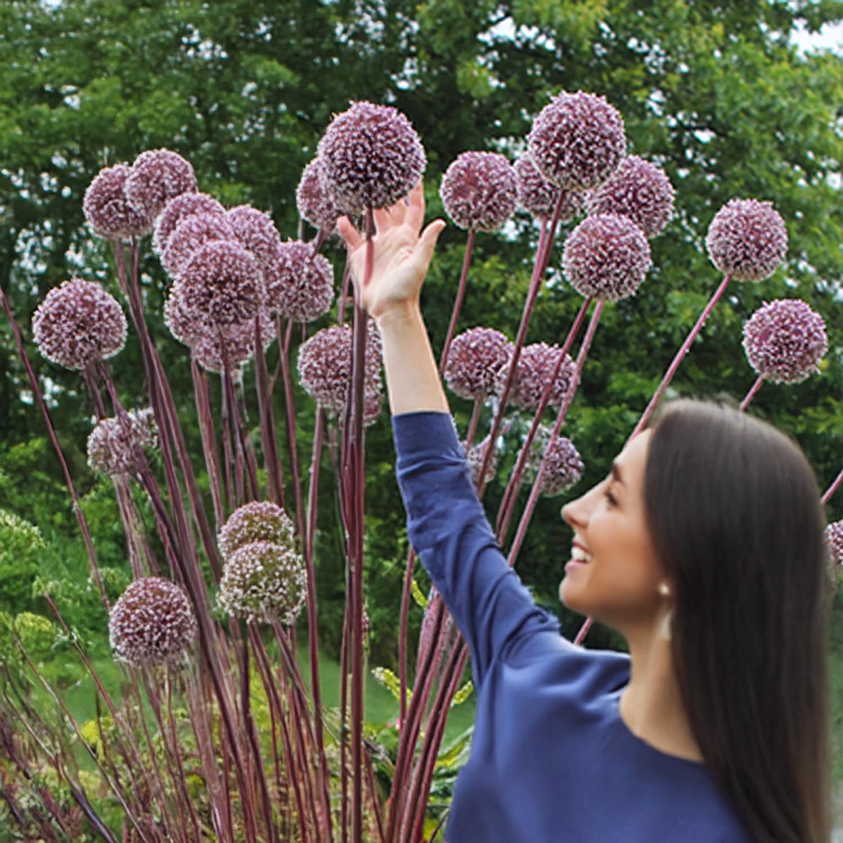 Allium Summer Drummer -2 bulbs
