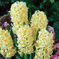 Hyacinth City of Haarlem - 4 bulbs