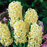 Hyacinth City of Haarlem - 4 bulbs