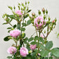 Lang Rosa-Huanzi-Potted Rose-Ship in June