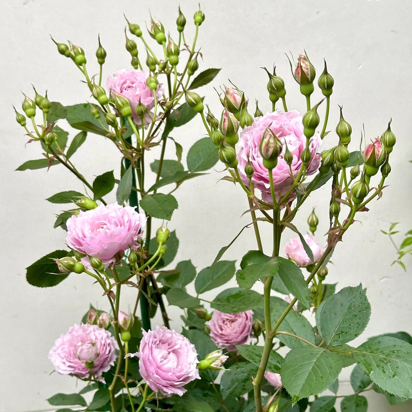 Lang Rosa-Huanzi-Potted Rose-Ship in June