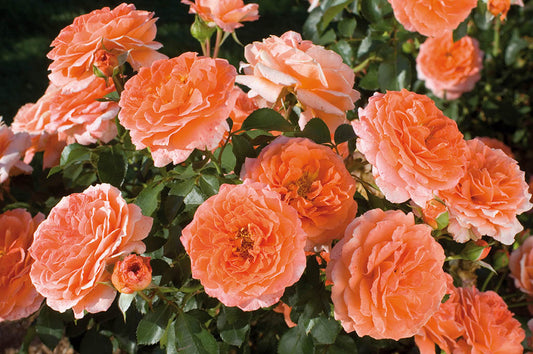 Adobe Sunrise™-Potted Rose – Ready to Ship