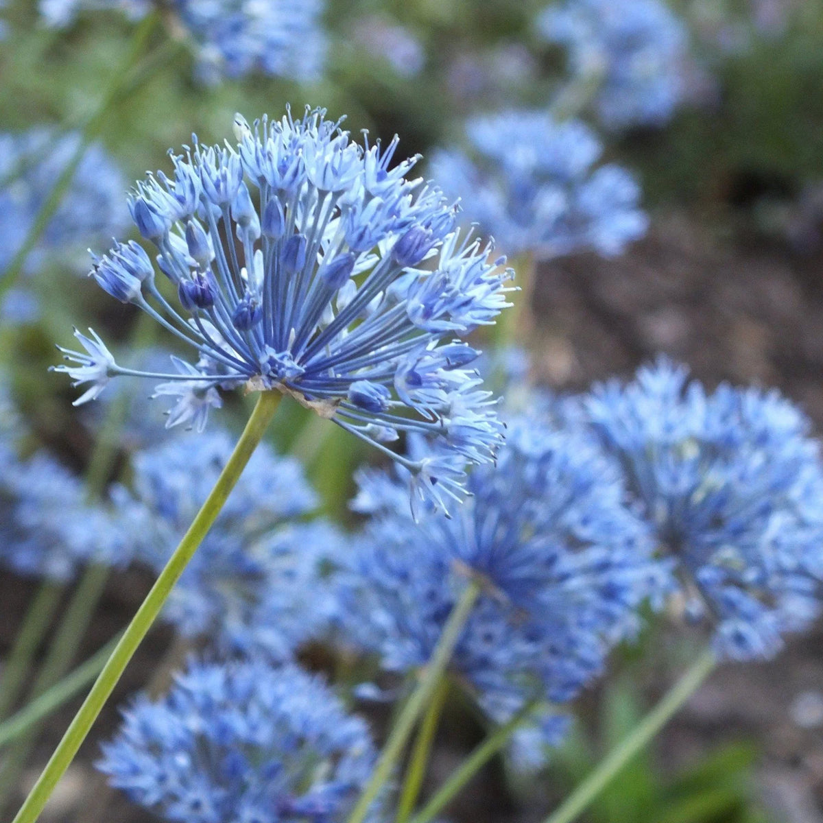 Allium Azureum - 40 bulbs