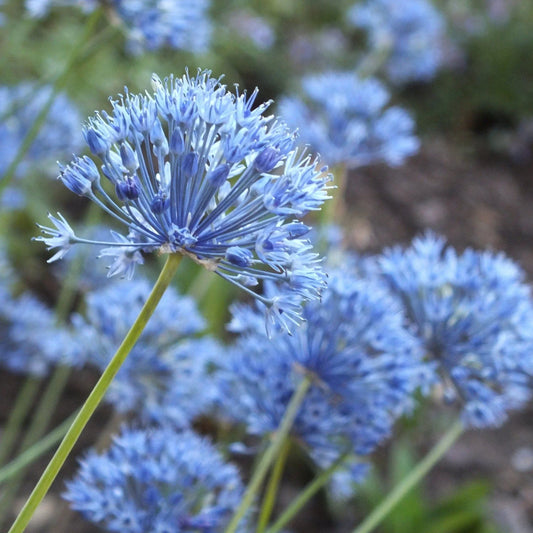 Allium Azureum - 40 bulbs