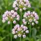 Allium Roseum - 20 bulbs