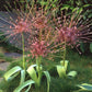 Allium Schubertii - 2 bulbs