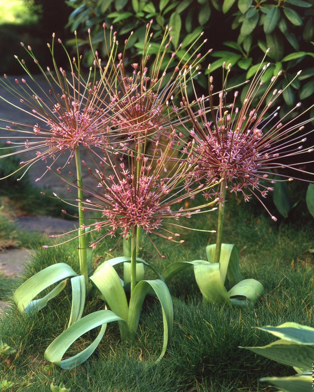 Allium Schubertii - 2 bulbs