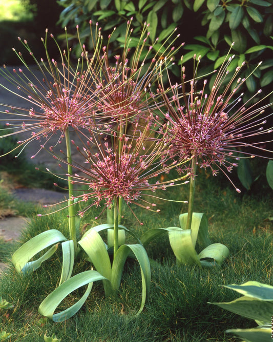 Allium Schubertii - 2 bulbs